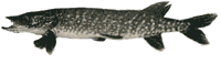 hauki1