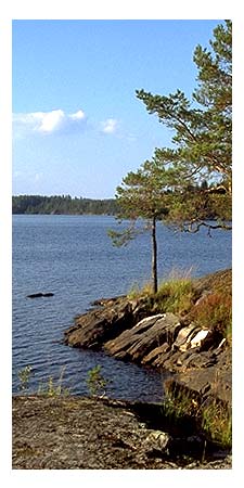maisema